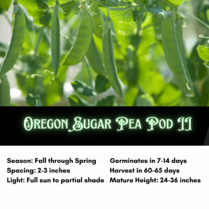 Oregon Sugar Pod Snow Peas II / Pisum sativum 'Oregon Sugar Pod II' - Image 2