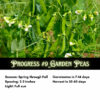 Progress 9 Garden Peas, Heirloom Shelling Pea Seeds - Image 2