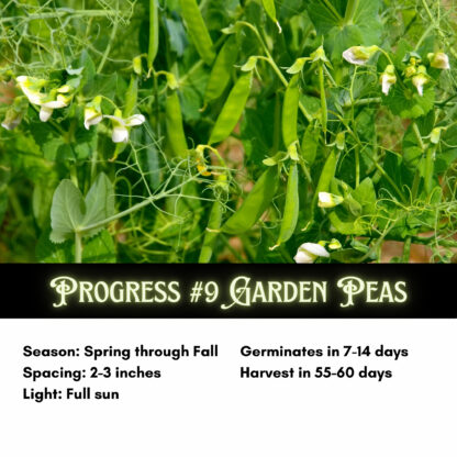 Progress #9 Garden Peas / Pisum sativum 'Laxton's Progress' - Image 2