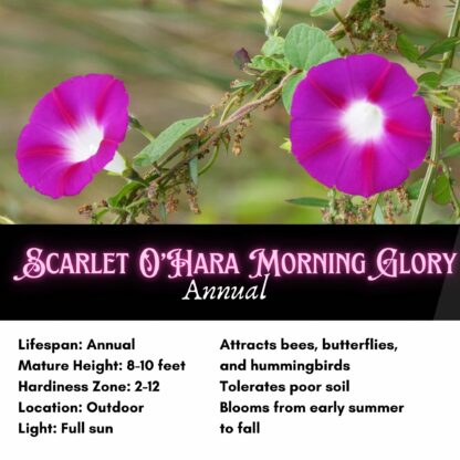 Scarlet O'Hara Morning Glory / Ipomea nil - Image 2