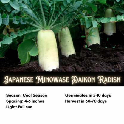 Japanese Minowase Daikon Radish / Raphanus sativus var. longipinnatus - Image 2