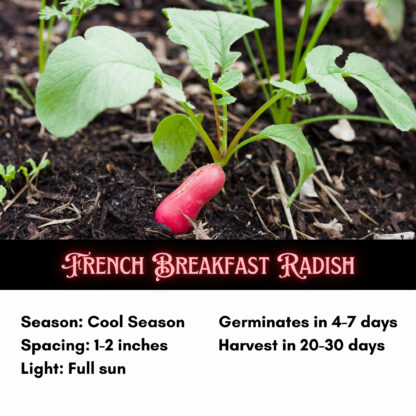 French Breakfast Radish Seeds / Raphanus sativus 'French Breakfast' - Image 2