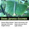 Tokiwa Japanese Cucumber Seeds, Tokyo Green Cucumber - Image 2