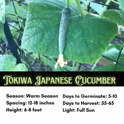 Tokiwa Japanese Cucumber Seeds / Tokyo Green Cucumber - Image 2
