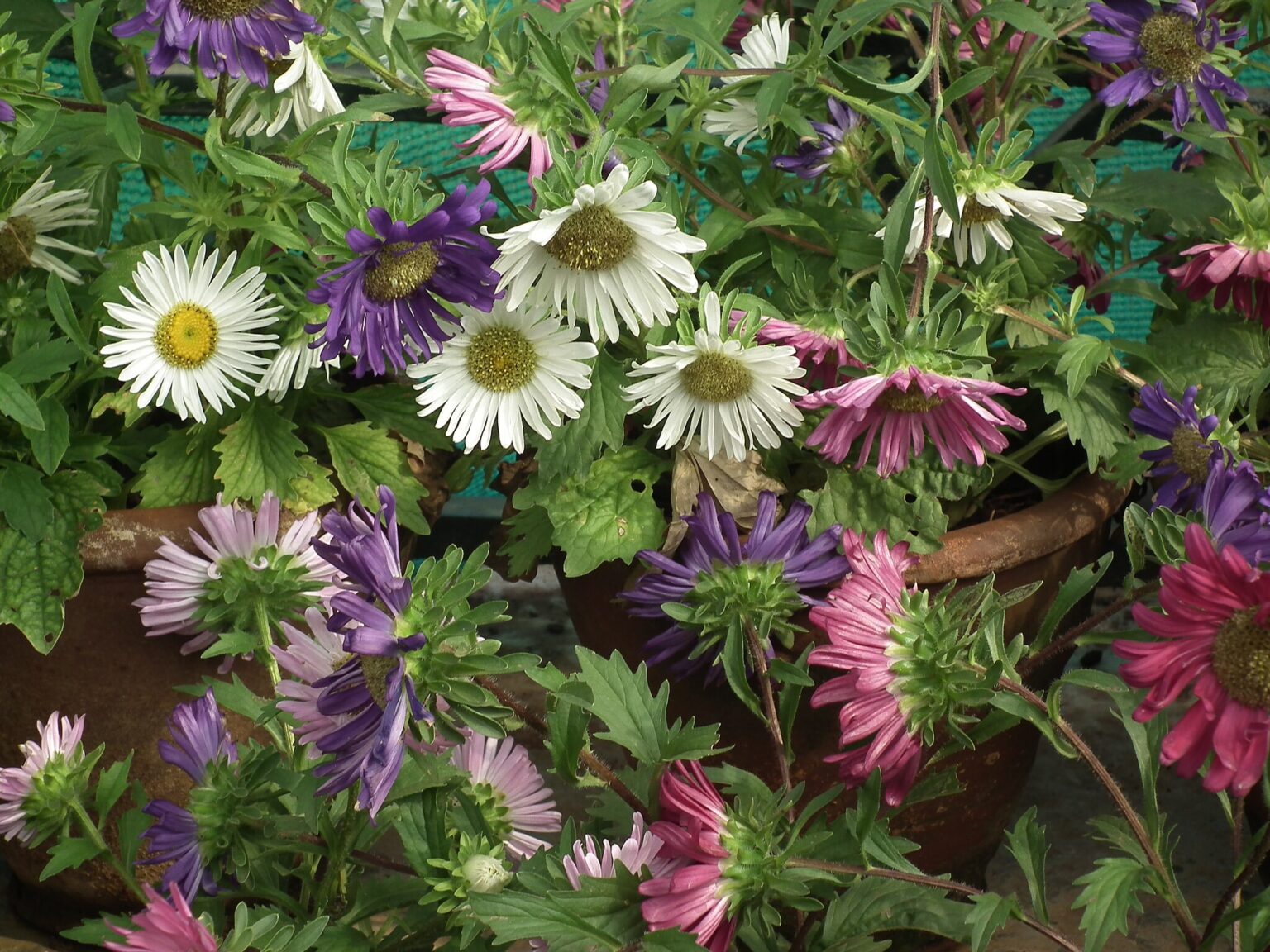 Growing China Aster from Seed - Southern Garden Nursery