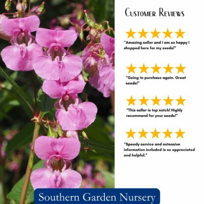 Touch-Me-Not Garden Balsam Seeds / Impatiens balsamina - Image 3