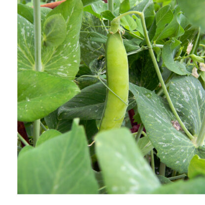 Progress #9 Garden Peas / Pisum sativum 'Laxton's Progress' - Image 3