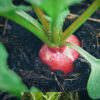 French Breakfast Radish Seeds, Raphanus sativus - Image 3