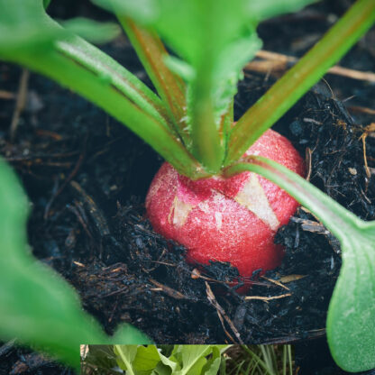 French Breakfast Radish Seeds / Raphanus sativus 'French Breakfast' - Image 3