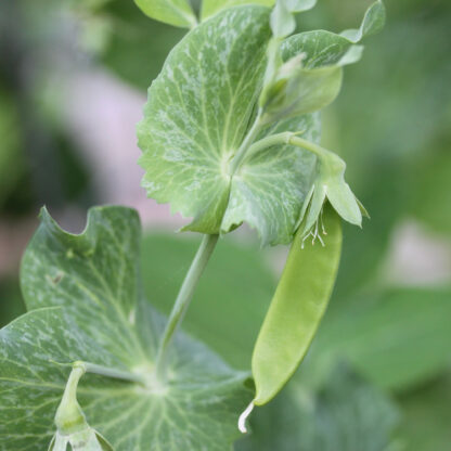Oregon Sugar Pod Snow Peas II / Pisum sativum 'Oregon Sugar Pod II' - Image 4