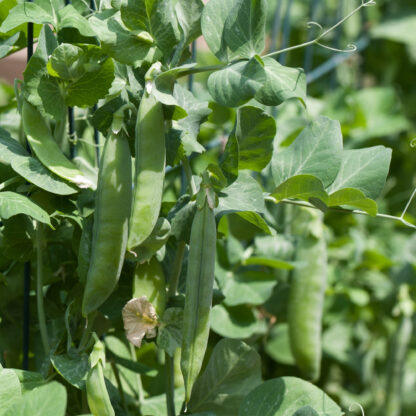 Progress #9 Garden Peas / Pisum sativum 'Laxton's Progress' - Image 4