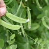 Oregon Sugar Pod Snow Peas II, Heirloom Snow Pea Seeds - Image 5