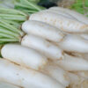 Japanese Minowase Daikon Radish, Tillage Radish Seeds - Image 7