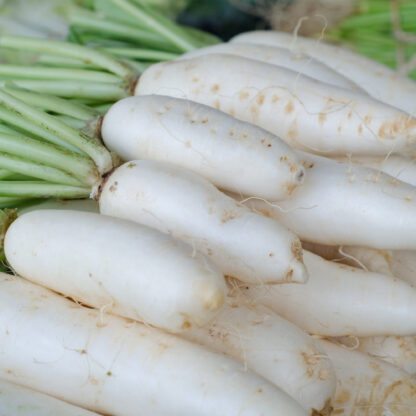 Japanese Minowase Daikon Radish / Raphanus sativus var. longipinnatus - Image 7