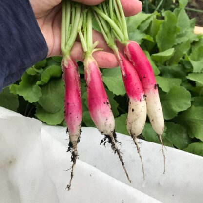 French Breakfast Radish Seeds / Raphanus sativus 'French Breakfast' - Image 4