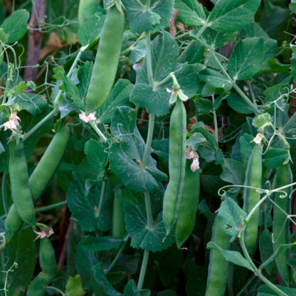 Progress #9 Garden Peas / Pisum sativum 'Laxton's Progress' - Image 5