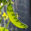 Oregon Sugar Pod Snow Peas II, Heirloom Snow Pea Seeds - Image 6