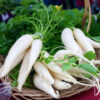 Japanese Minowase Daikon Radish, Tillage Radish Seeds - Image 4