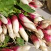 French Breakfast Radish Seeds, Raphanus sativus - Image 5