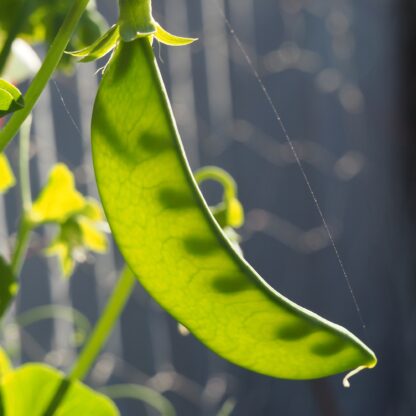 Oregon Sugar Pod Snow Peas II / Pisum sativum 'Oregon Sugar Pod II' - Image 6