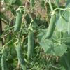 Progress 9 Garden Peas, Heirloom Shelling Pea Seeds - Image 6