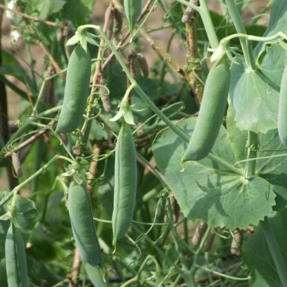 Progress #9 Garden Peas / Pisum sativum 'Laxton's Progress' - Image 6