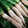 Japanese Minowase Daikon Radish, Tillage Radish Seeds - Image 5