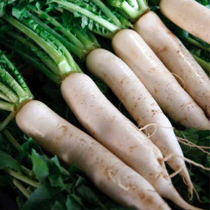 Japanese Minowase Daikon Radish / Raphanus sativus var. longipinnatus - Image 5