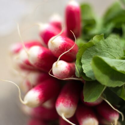 French Breakfast Radish Seeds / Raphanus sativus 'French Breakfast' - Image 6