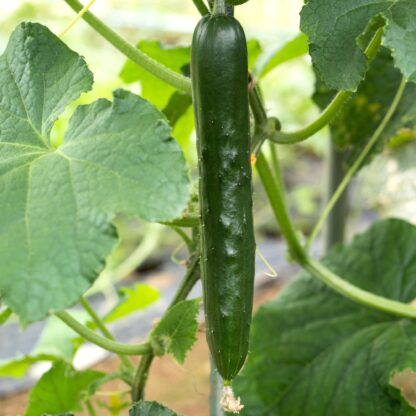 Tokiwa Japanese Cucumber Seeds / Tokyo Green Cucumber - Image 3