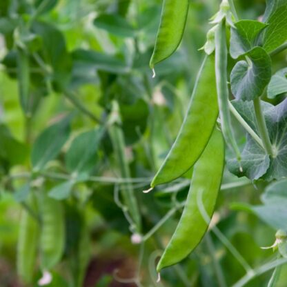 Oregon Sugar Pod Snow Peas II / Pisum sativum 'Oregon Sugar Pod II' - Image 3
