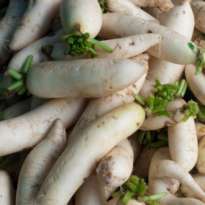Japanese Minowase Daikon Radish / Raphanus sativus var. longipinnatus - Image 6