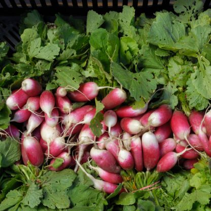 French Breakfast Radish Seeds / Raphanus sativus 'French Breakfast' - Image 7