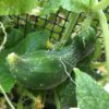 Tokiwa Japanese Cucumber Seeds, Tokyo Green Cucumber - Image 4