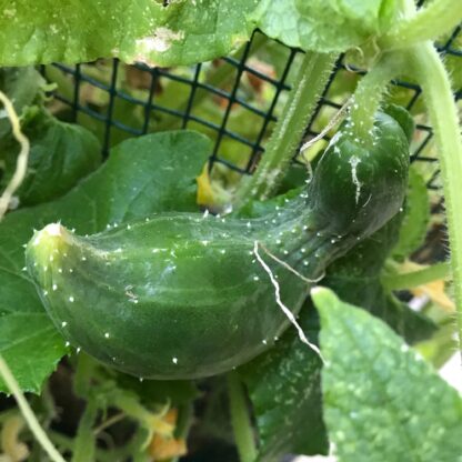 Tokiwa Japanese Cucumber Seeds / Tokyo Green Cucumber - Image 4