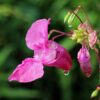 Garden Balsam Seeds, Impatiens balsamina - Image 5