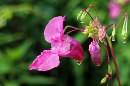 Touch-Me-Not Garden Balsam Seeds / Impatiens balsamina - Image 5