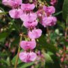 Garden Balsam Seeds, Impatiens balsamina - Image 4