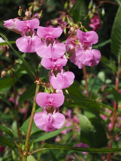 Touch-Me-Not Garden Balsam Seeds / Impatiens balsamina - Image 4