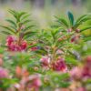 Garden Balsam Seeds, Impatiens balsamina - Image 8