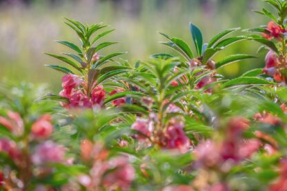 Touch-Me-Not Garden Balsam Seeds / Impatiens balsamina - Image 8