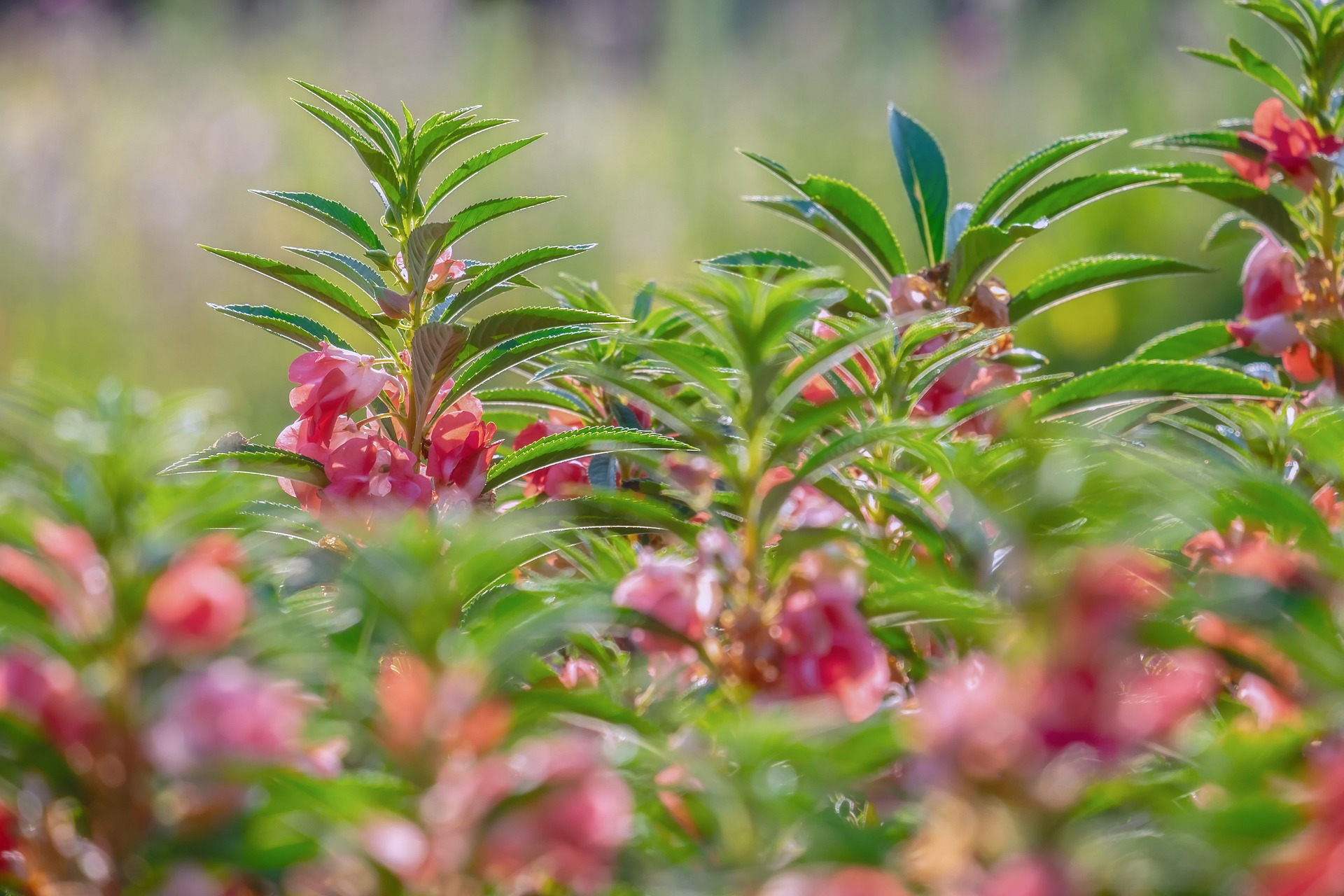 Garden Balsams or Balsamina