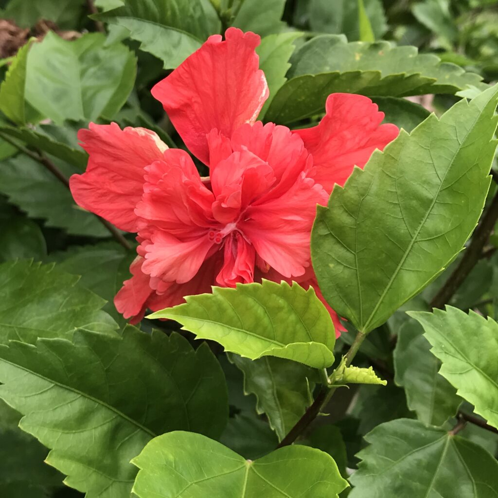 Tropical Hibiscus Flower in my Florida garden