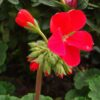 Garden Balsam Seeds, Impatiens balsamina - Image 6