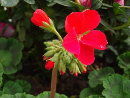 Touch-Me-Not Garden Balsam Seeds / Impatiens balsamina - Image 6