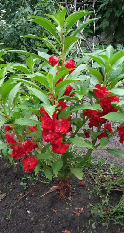 Touch-Me-Not Garden Balsam Seeds / Impatiens balsamina - Image 7