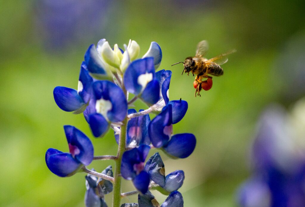 Growing Texas Bluebonnets attracts pollinators