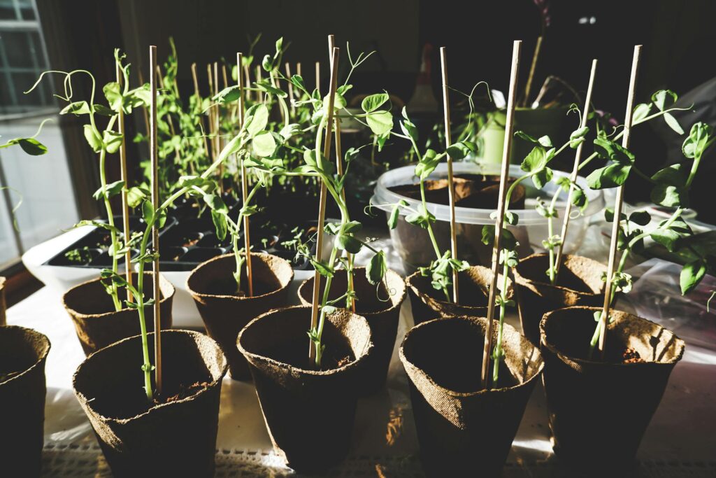 Start your Container Vegetable Garden from Seed or buy starts from a nursery.