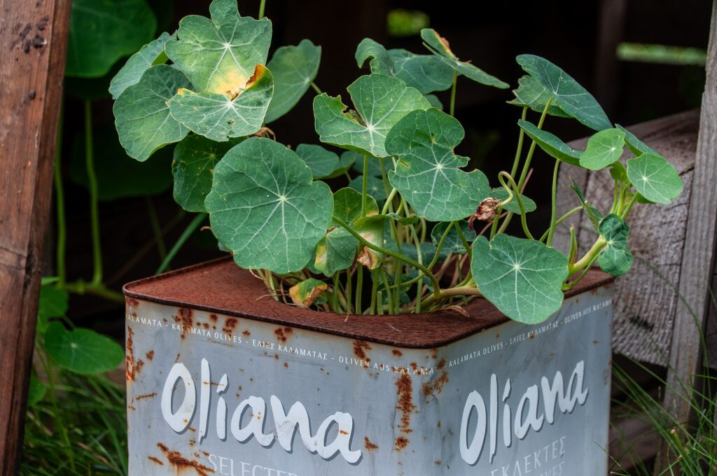 Herbs are perfect to add to your Container Vegetable Garden, like these edible nasturtiums.