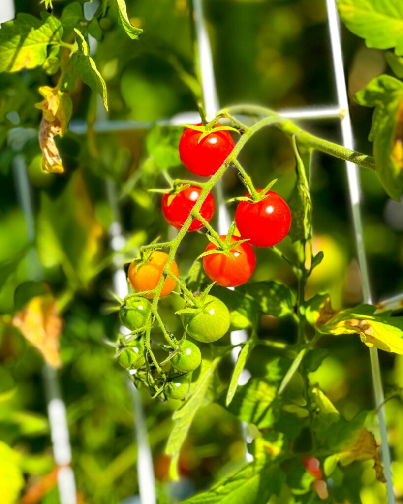 Tomatoes are a top choice for a container vegetable garden in Florida.